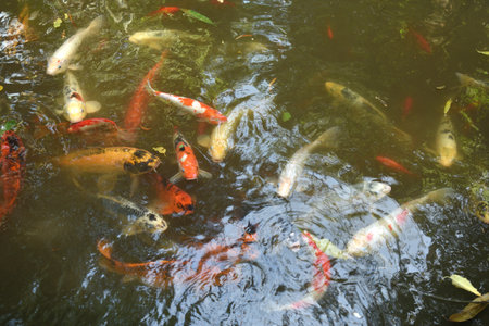 group of koi fish in a pondの写真素材