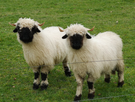 Two of white sheep with a black nose and ears. Black nose sheep.の写真素材
