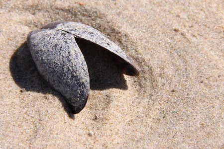 An open shell of a mussel on the beach.の写真素材