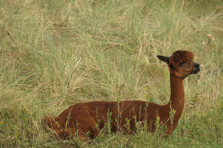 A brown alpaca lies in the grass.の写真素材