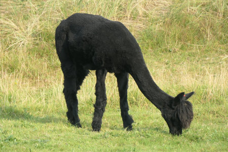 A black alpaca is grazing in the meadow.の写真素材