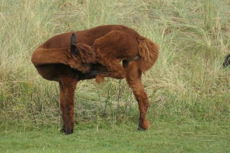 Brown alpaca is standing in the meadow scratching itself. Has his hind laid against his head.の写真素材