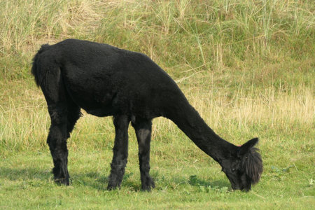 A black alpaca is grazing in the meadow.の写真素材