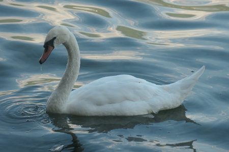 Swan swims in the water, seen from the side.の写真素材