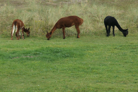 Three alpacas are grazing in the meadow.の写真素材
