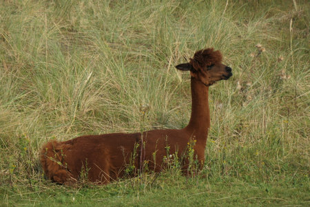 A brown alpaca lies in the grass.の写真素材