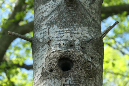 The entrance/exit of a woodpecker hole. Nest cavity.の写真素材