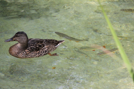 Swimming duck in the clear water in the Plitvice Lakes in Croatia.の写真素材