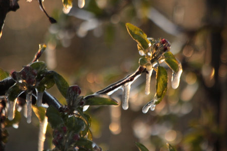 With an ice layer prevent the fruit blossom from freezing.の写真素材