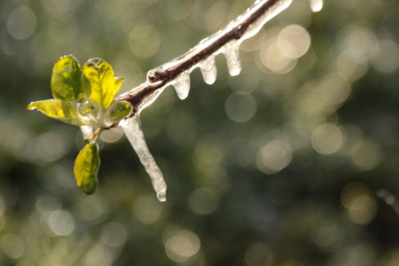 With an ice layer prevent the fruit blossom from freezingの写真素材
