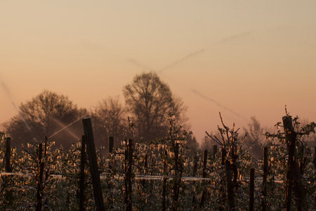 With an ice layer prevent the fruit blossom from freezing during the golden hour.の写真素材