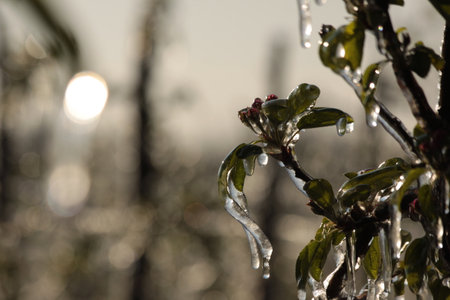 With an ice layer prevent the fruit blossom from freezing.の写真素材