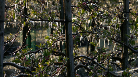 With an ice layer prevent the fruit blossom from freezing during the golden hour.の写真素材