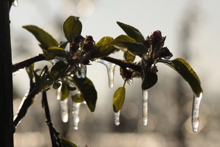 An ice layer prevent the fruit blossom from freezing.