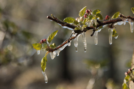 With an ice layer prevent the fruit blossom from freezing.の写真素材