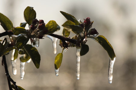 With an ice layer prevent the fruit blossom from freezing.の写真素材