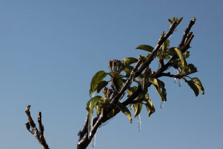 With an ice layer prevent the fruit blossom from freezing.の写真素材
