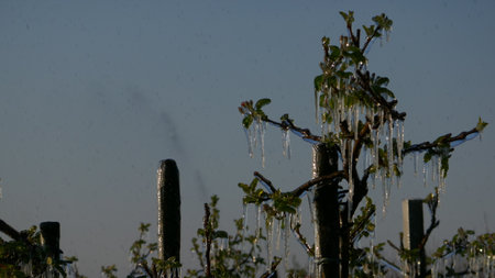 With an ice layer prevent the fruit blossom from freezing.の写真素材