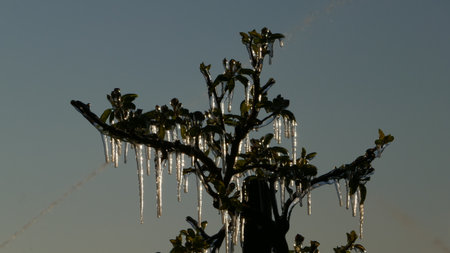 With an ice layer prevent the fruit blossom from freezing.の写真素材