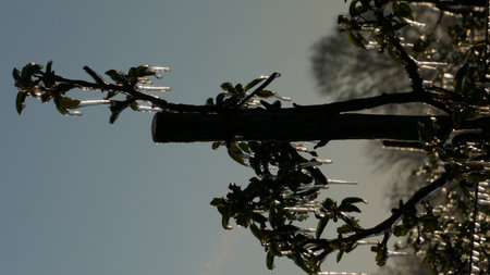 With an ice layer prevent the fruit blossom from freezing.の写真素材