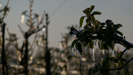 With an ice layer prevent the fruit blossom from freezing.の写真素材