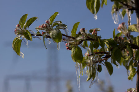 An ice layer covers the blossoms on the tree.の写真素材