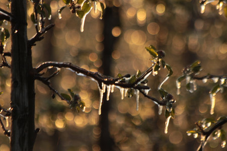 With an ice layer prevent the fruit blossom from freezing during the golden hour.の写真素材