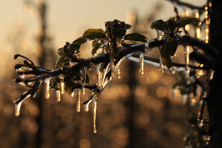 With an ice layer prevent the fruit blossom from freezing during the golden hour.の写真素材