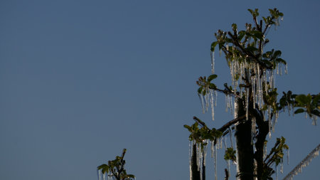 With an ice layer prevent the fruit blossom from freezing.の写真素材