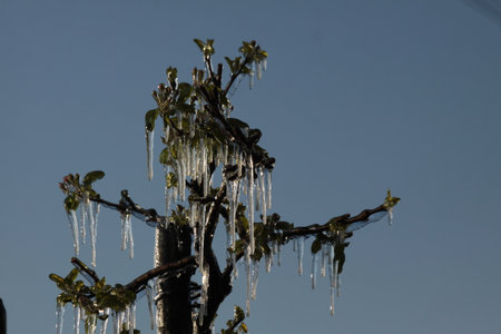 With an ice layer prevent the fruit blossom from freezing.の写真素材