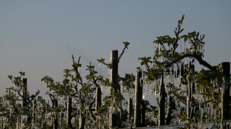 With an ice layer prevent the fruit blossom from freezing.の写真素材