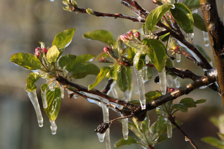 With an ice layer prevent the fruit blossom from freezing.の写真素材