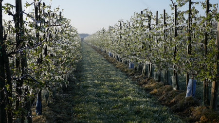 With an ice layer prevent the fruit blossom from freezing. Rows in a fruit orchard. During the sunrise.の写真素材