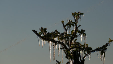 With an ice layer prevent the fruit blossom from freezing.の写真素材