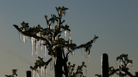 With an ice layer prevent the fruit blossom from freezing.の写真素材