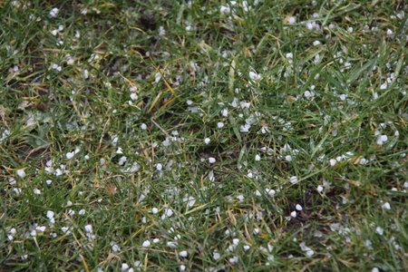 Hail pellets on the football field, seen from close up.の写真素材