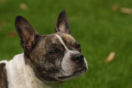 The head of a Chibull, cross between French bulldog and chihuahua..の写真素材