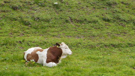 A red and white cow is laying in the grass.の写真素材