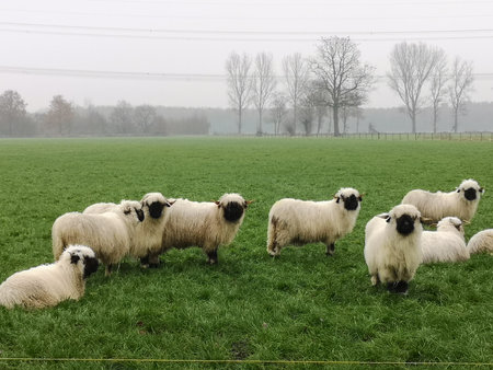 A herd of black nose sheep in the meadow. Valais schwarznase.の写真素材