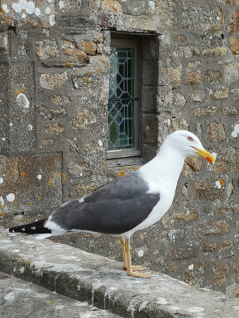 A seagull on a wall of an old churchの写真素材
