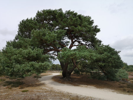 A single scots pine with beautiful protruding branches.の写真素材
