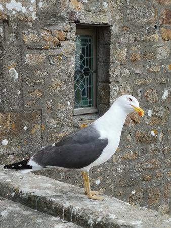 A seagull on a wall of an old church.の写真素材