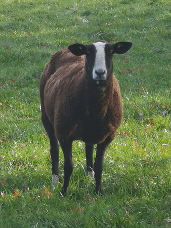 A dark brown sheep stands stands in the meadow and looks straight into the camera.の写真素材