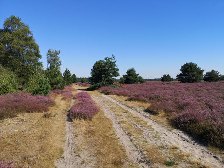 Heather fields in the Staatsbossen in Sint Anthonis are blooming again.の写真素材