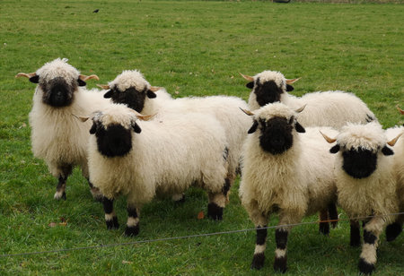 A herd of black nose sheep in the meadow. Valais schwarznase.の写真素材