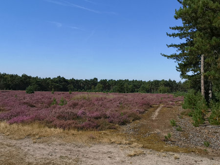 Heather fields in the Staatsbossen in Sint Anthonis are blooming again.の写真素材