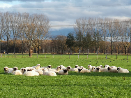 A herd of black nose sheep in the meadow.の写真素材