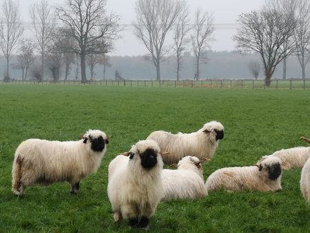 A herd of black nose sheep in the meadow. Valais schwarznase.の写真素材