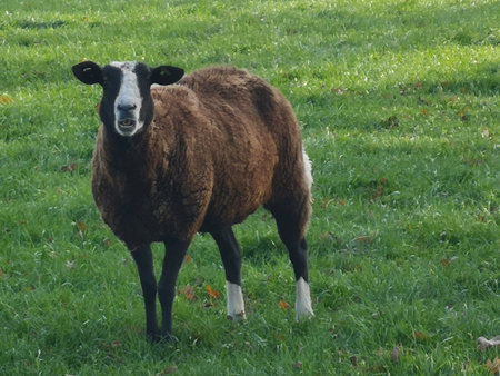 A dark brown sheep stands stands in the meadow and looks straight into the camera.の写真素材