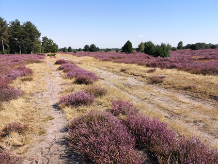 Heather fields in the Staatsbossen in Sint Anthonis are blooming again.の写真素材